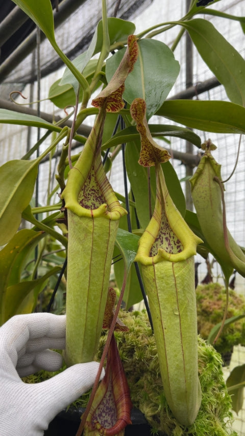 N. robcantleyi x zakriana - assorted clones: BE-3893 *Pre-Order*