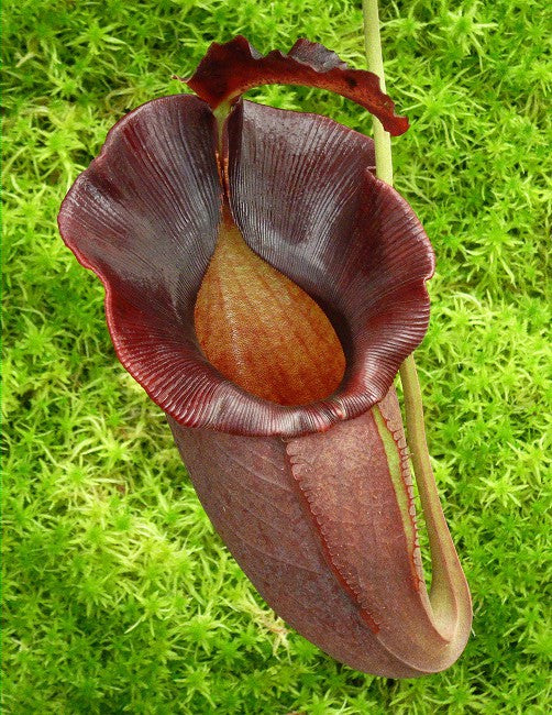 N. spathulata x jacquelineae – best selected clone: BE-3894