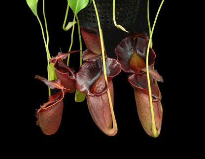 N. spathulata x jacquelineae – best selected clone: BE-3894 *Pre-Order*