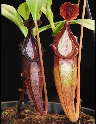 N. inermis x bongso - best selected clone: BE-3897 *Pre-Order*