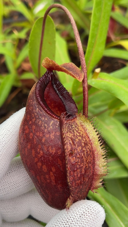 N. aristolochioides x diabolica - assorted clones from cuttings: BE-3898 *Pre-Order*
