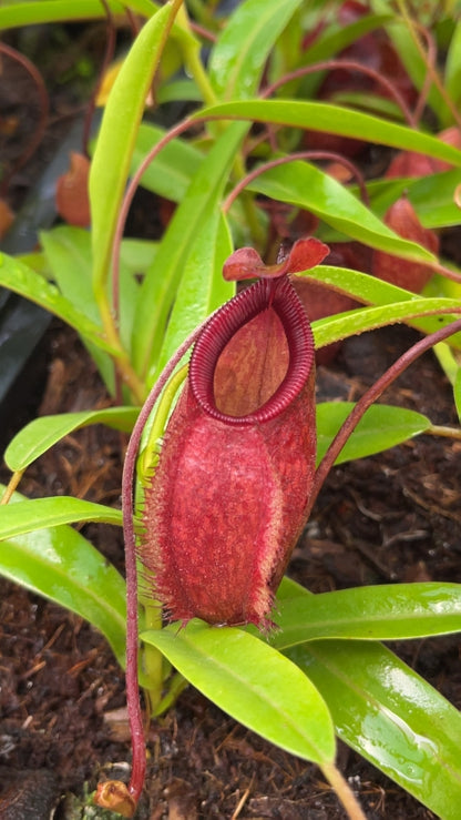 N. aristolochioides x diabolica - assorted clones from cuttings: BE-3898 *Pre-Order*