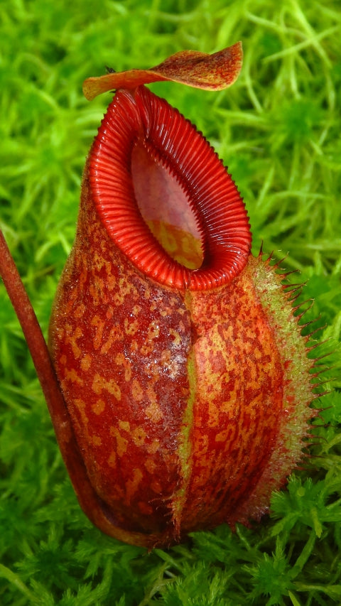 N. aristolochioides x diabolica - assorted clones from cuttings: BE-3898