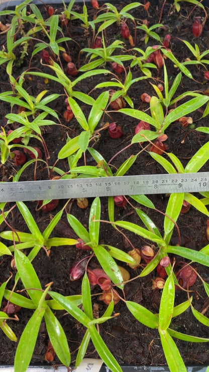 N. aristolochioides x diabolica - assorted clones from cuttings: BE-3898 *Pre-Order*