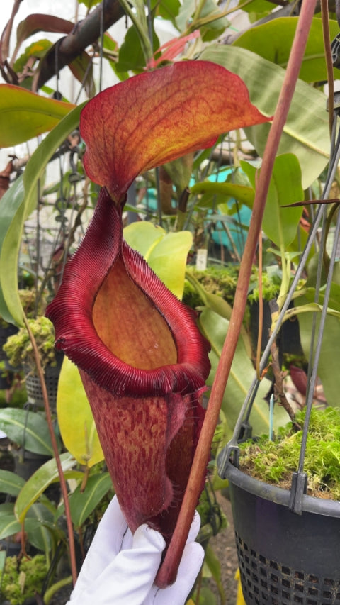 N. rajah x (burbidgeae x edwardsiana) – assorted clones: BE-3902