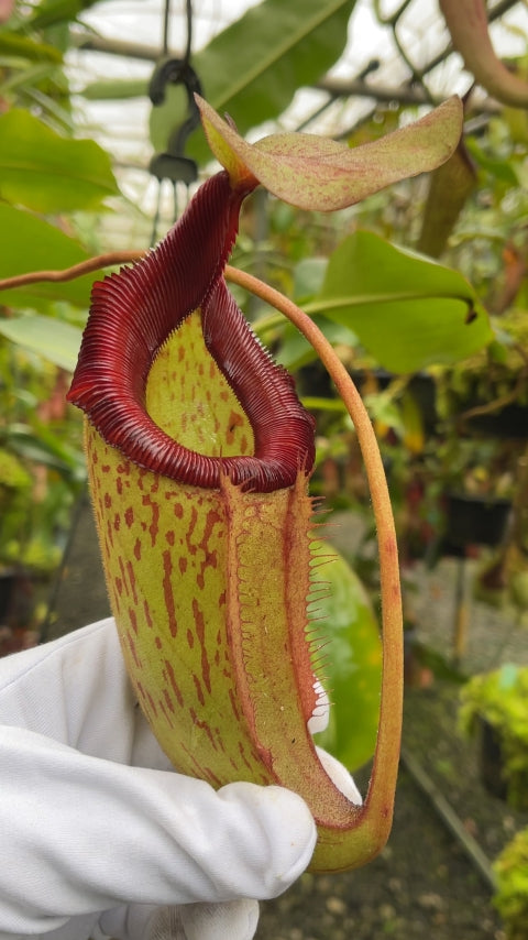 N. rajah x (burbidgeae x edwardsiana) – assorted clones: BE-3902 *Pre-Order*