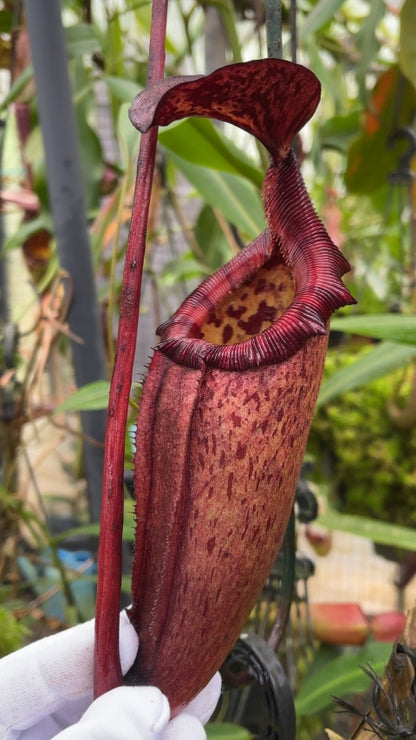 N. rajah x (burbidgeae x edwardsiana) – assorted clones: BE-3902 *Pre-Order*