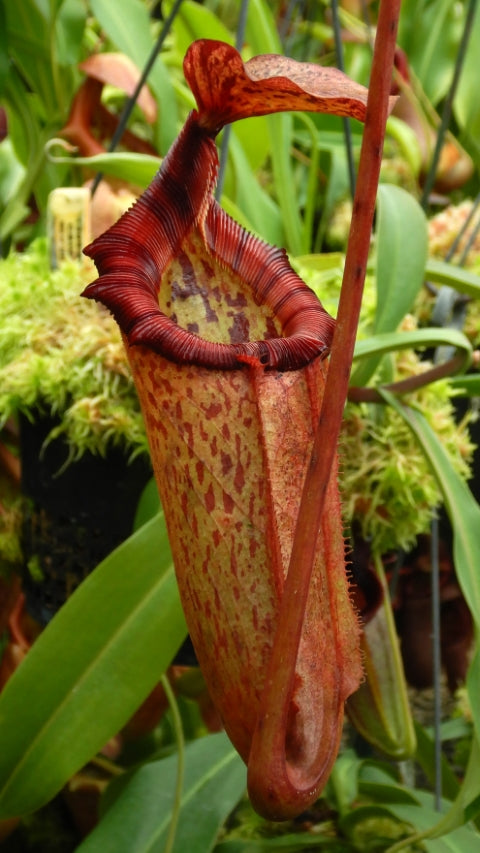 N. rajah x (burbidgeae x edwardsiana) – assorted clones: BE-3902 *Pre-Order*