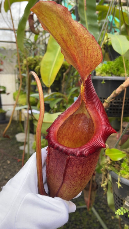 N. rajah x (burbidgeae x edwardsiana) – assorted clones: BE-3902 *Pre-Order*