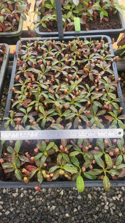 N. rajah x (burbidgeae x edwardsiana) – assorted clones: BE-3902 *Pre-Order*