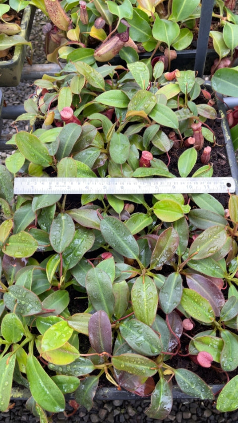 N. rajah x (burbidgeae x edwardsiana) – assorted clones: BE-3902 *Pre-Order*