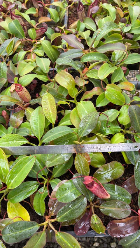 N. rajah x (burbidgeae x edwardsiana) – assorted clones: BE-3902 *Pre-Order*