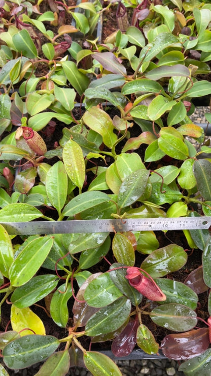 N. rajah x (burbidgeae x edwardsiana) – assorted clones: BE-3902 *Pre-Order*