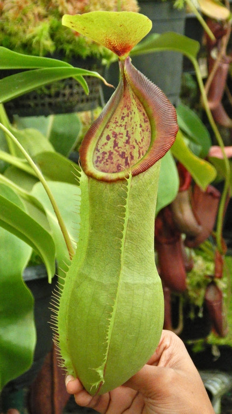 N. spathulata x tobaica – yellow-green: BE-3903 *Pre-Order*