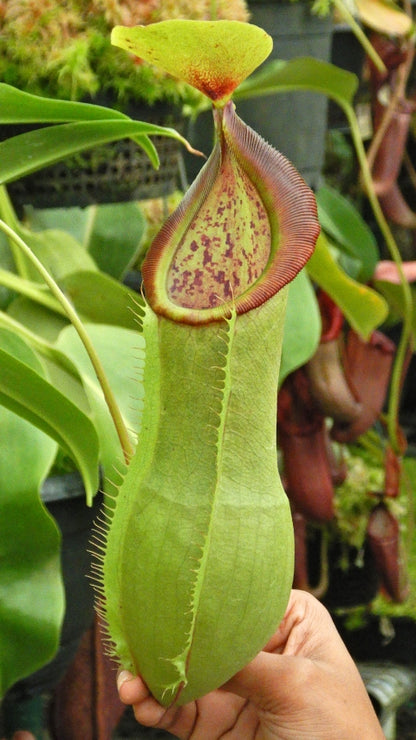 N. spathulata x tobaica – yellow-green: BE-3903 *Pre-Order*