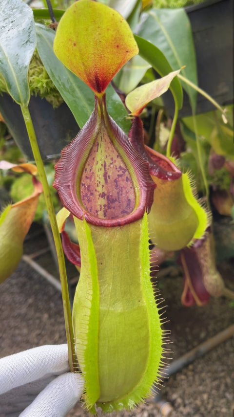 N. spathulata x tobaica – yellow-green: BE-3903 *Pre-Order*