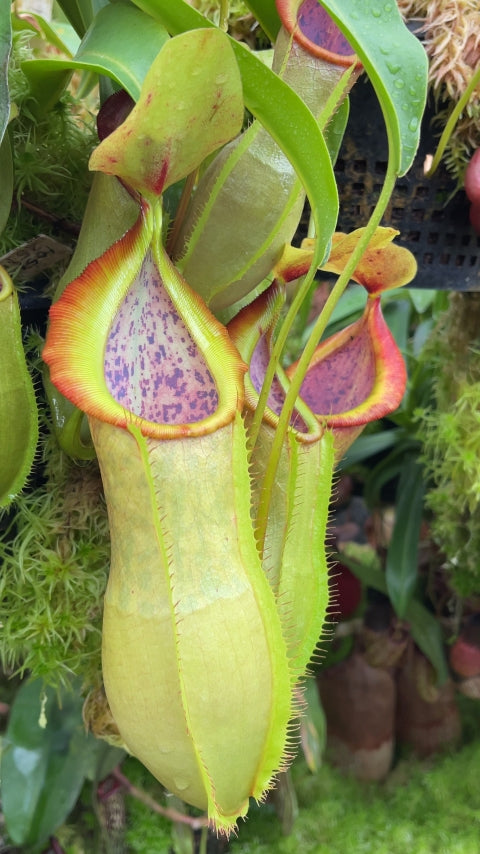 N. spathulata x tobaica – yellow-green: BE-3903 *Pre-Order*