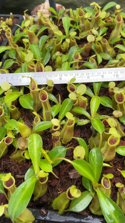 N. spathulata x tobaica – yellow-green: BE-3903 *Pre-Order*