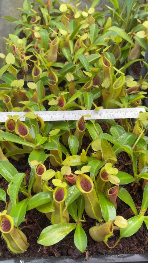 N. spathulata x tobaica – yellow-green: BE-3903 *Pre-Order*