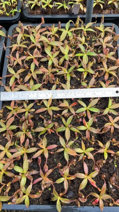 N. stenophylla – best selected clone: BE-3905 *Pre-Order*