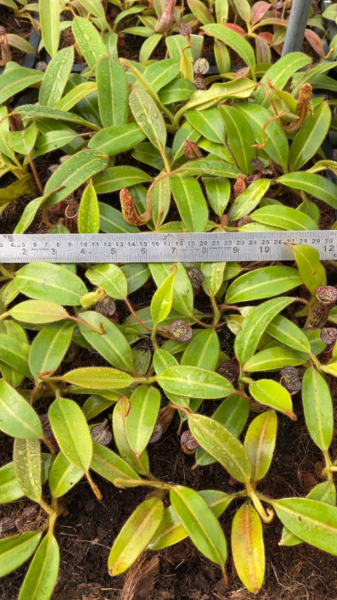 N. stenophylla – best selected clone: BE-3905 *Pre-Order*