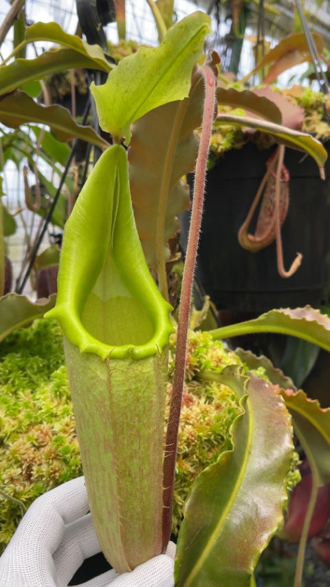 N. maxima – wavy leaf - clone #1: BE-3907