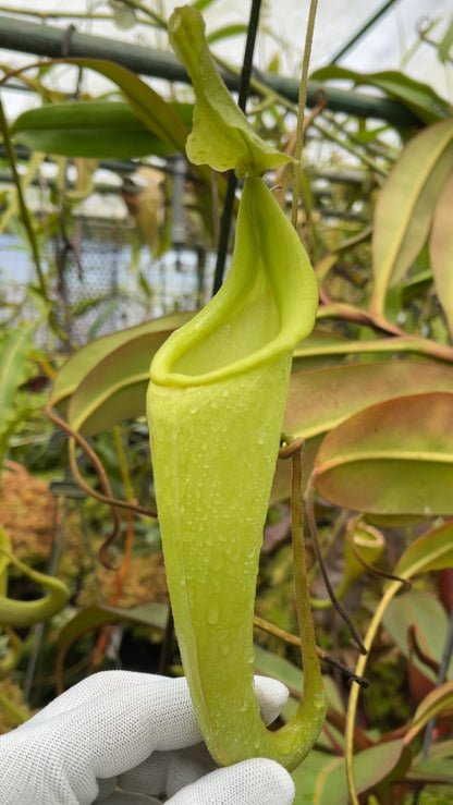N. maxima – wavy leaf - clone #1: BE-3907 *Pre-Order*