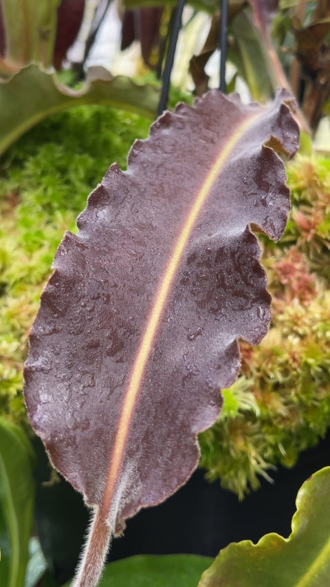 N. maxima – wavy leaf - clone #1: BE-3907 *Pre-Order*