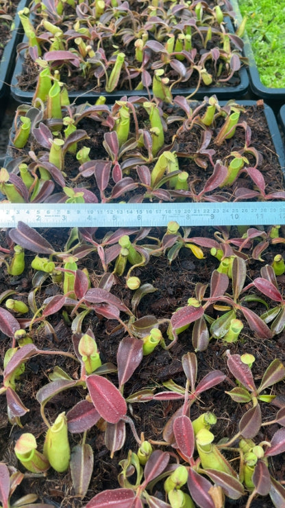 N. maxima – wavy leaf - clone #1: BE-3907 *Pre-Order*