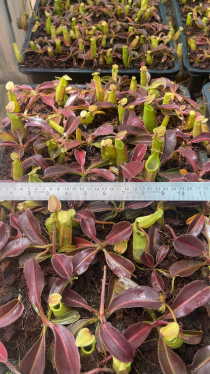 N. maxima – wavy leaf - clone #1: BE-3907 *Pre-Order*