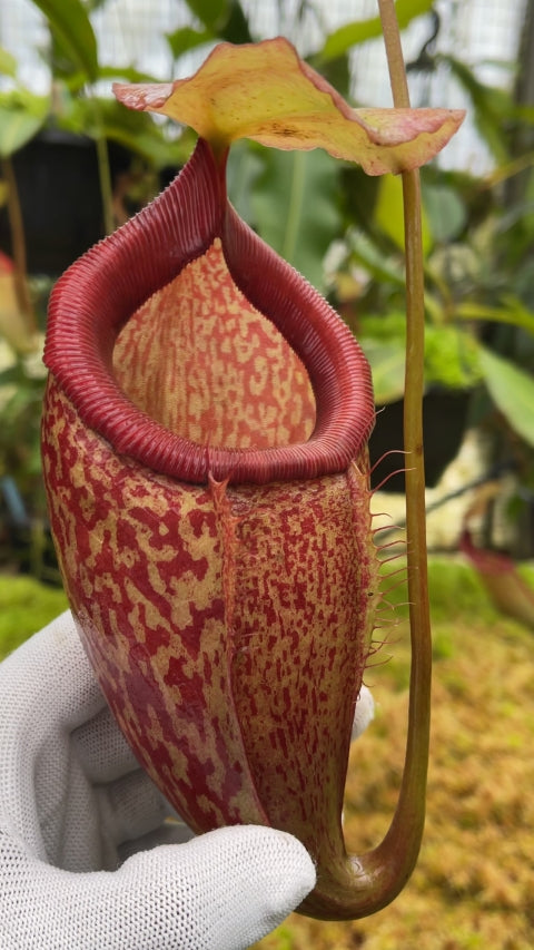 N. merrilliana x glabrata ' selected clone: BE-3911