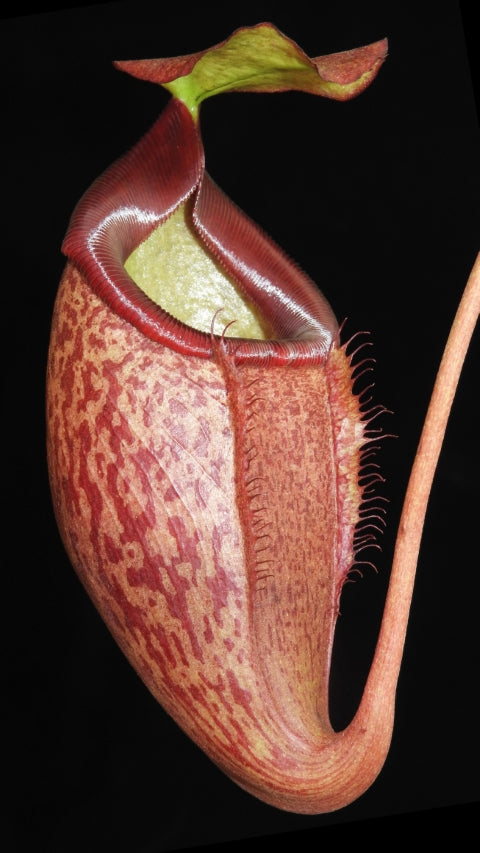 N. merrilliana x glabrata ' selected clone: BE-3911 *Pre-Order*