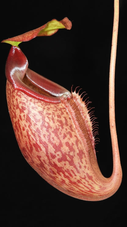 N. merrilliana x glabrata ' selected clone: BE-3911 *Pre-Order*