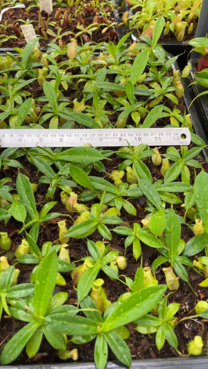 N. merrilliana x glabrata ' selected clone: BE-3911 *Pre-Order*