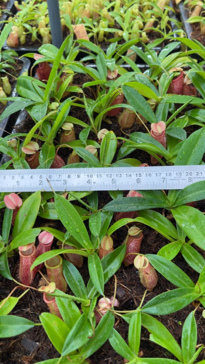N. merrilliana x glabrata ' selected clone: BE-3911 *Pre-Order*