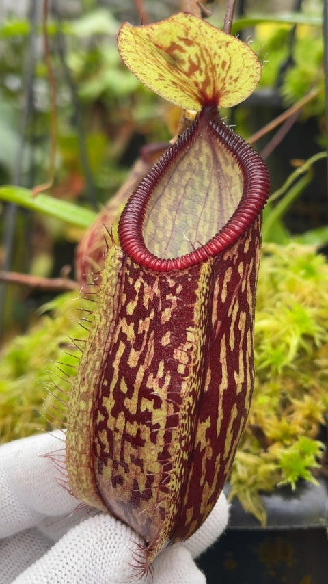 N. glabrata x hamata - assorted clones: BE-3912