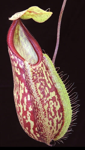 N. glabrata x hamata - assorted clones: BE-3912 *Pre-Order*