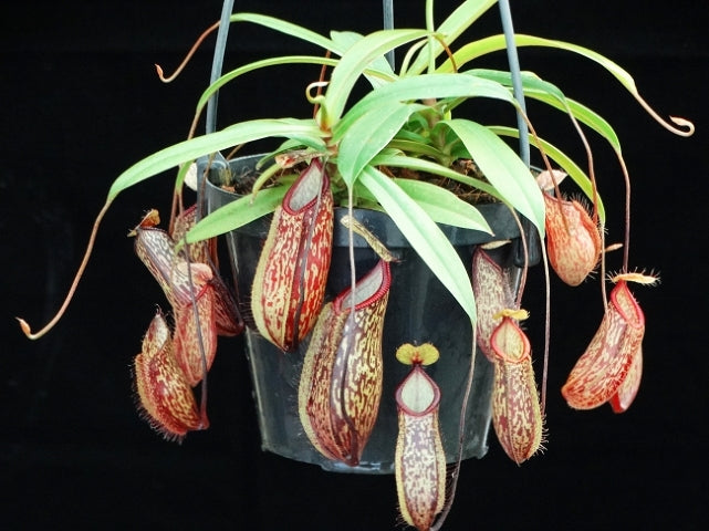 N. glabrata x hamata - assorted clones: BE-3912 *Pre-Order*
