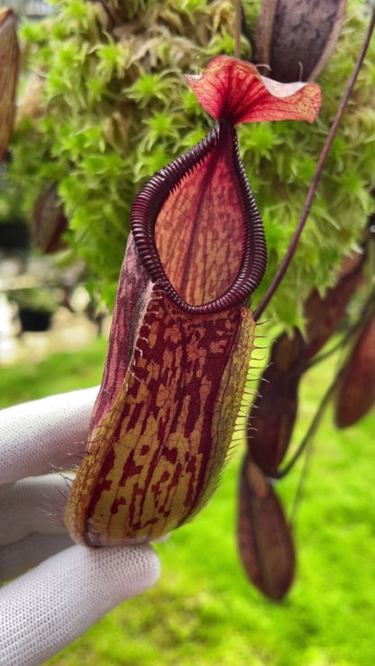 N. glabrata x hamata - assorted clones: BE-3912 *Pre-Order*