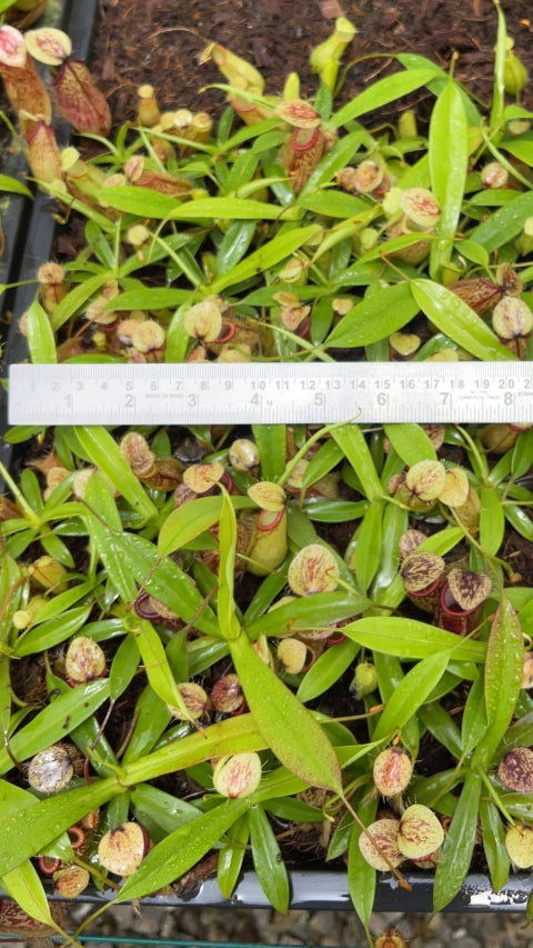 N. glabrata x hamata - assorted clones: BE-3912 *Pre-Order*