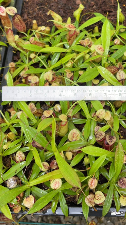 N. glabrata x hamata - assorted clones: BE-3912 *Pre-Order*