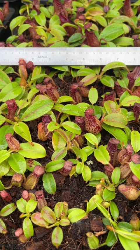 N. petiolata - assorted clones: BE-3913 *Pre-Order*