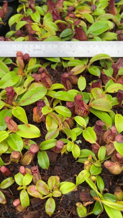 N. petiolata - assorted clones: BE-3913 *Pre-Order*