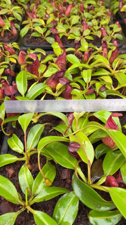 N. petiolata - assorted clones: BE-3913 *Pre-Order*