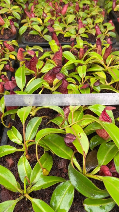 N. petiolata - assorted clones: BE-3913 *Pre-Order*