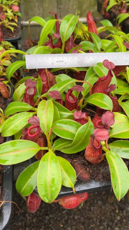 N. petiolata - assorted clones: BE-3913 *Pre-Order*