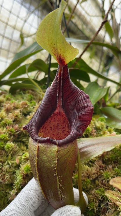 N. ovata – selected clone: BE-3919 *Pre-Order*