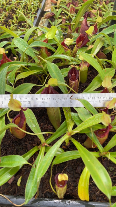 N. ovata – selected clone: BE-3919 *Pre-Order*