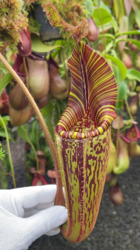 N. mollis – assorted clones: BE-3921