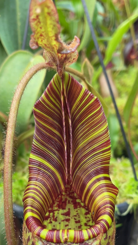 N. mollis – assorted clones: BE-3921